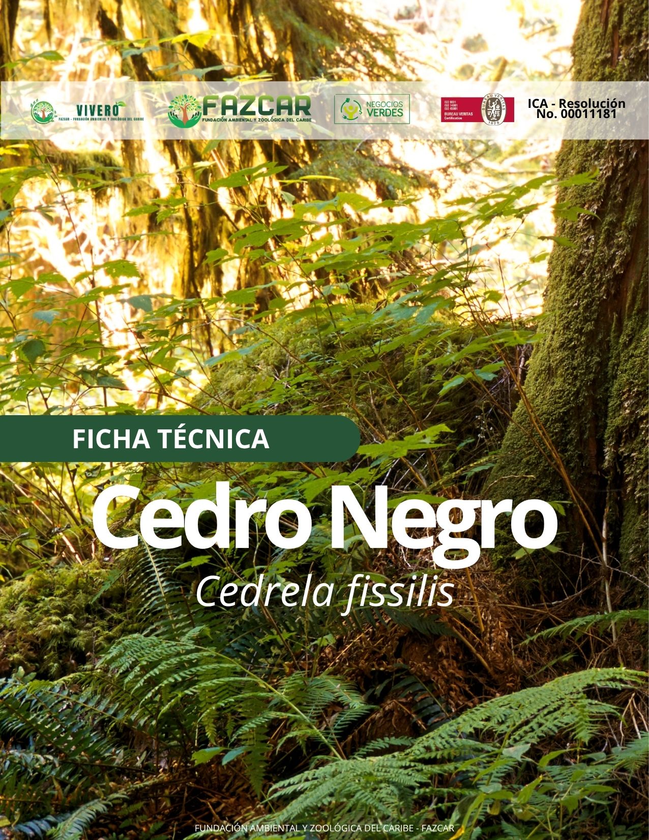Cedro Negro - Imagen 2