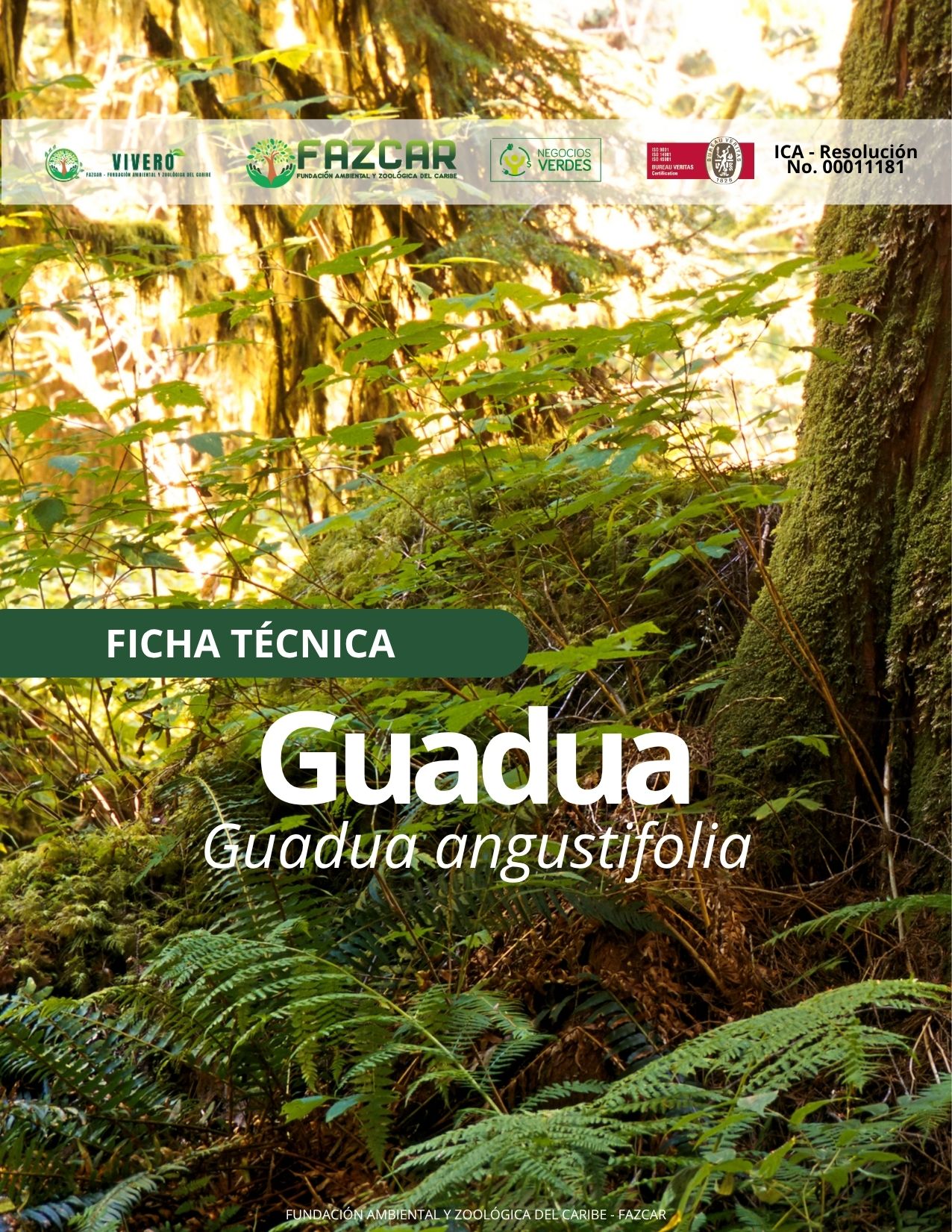 Guadua - Imagen 3