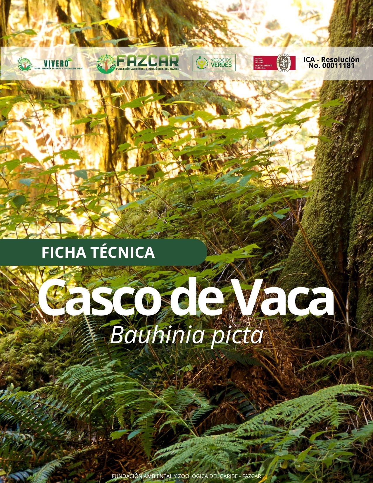 Casco de Vaca - Imagen 2