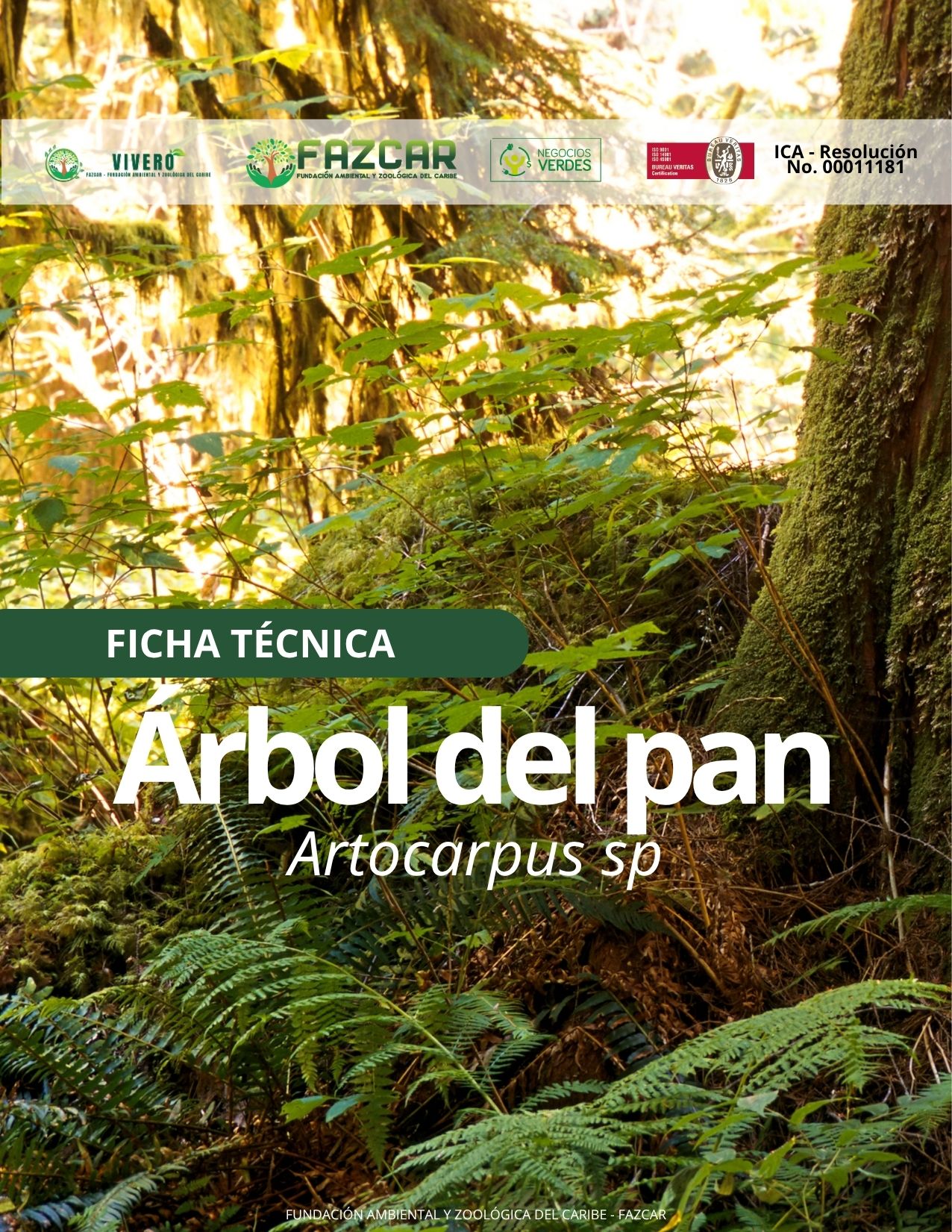 Árbol del Pan - Imagen 2