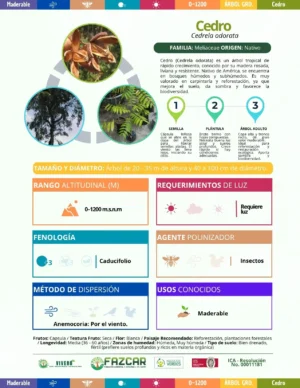 Cedro
