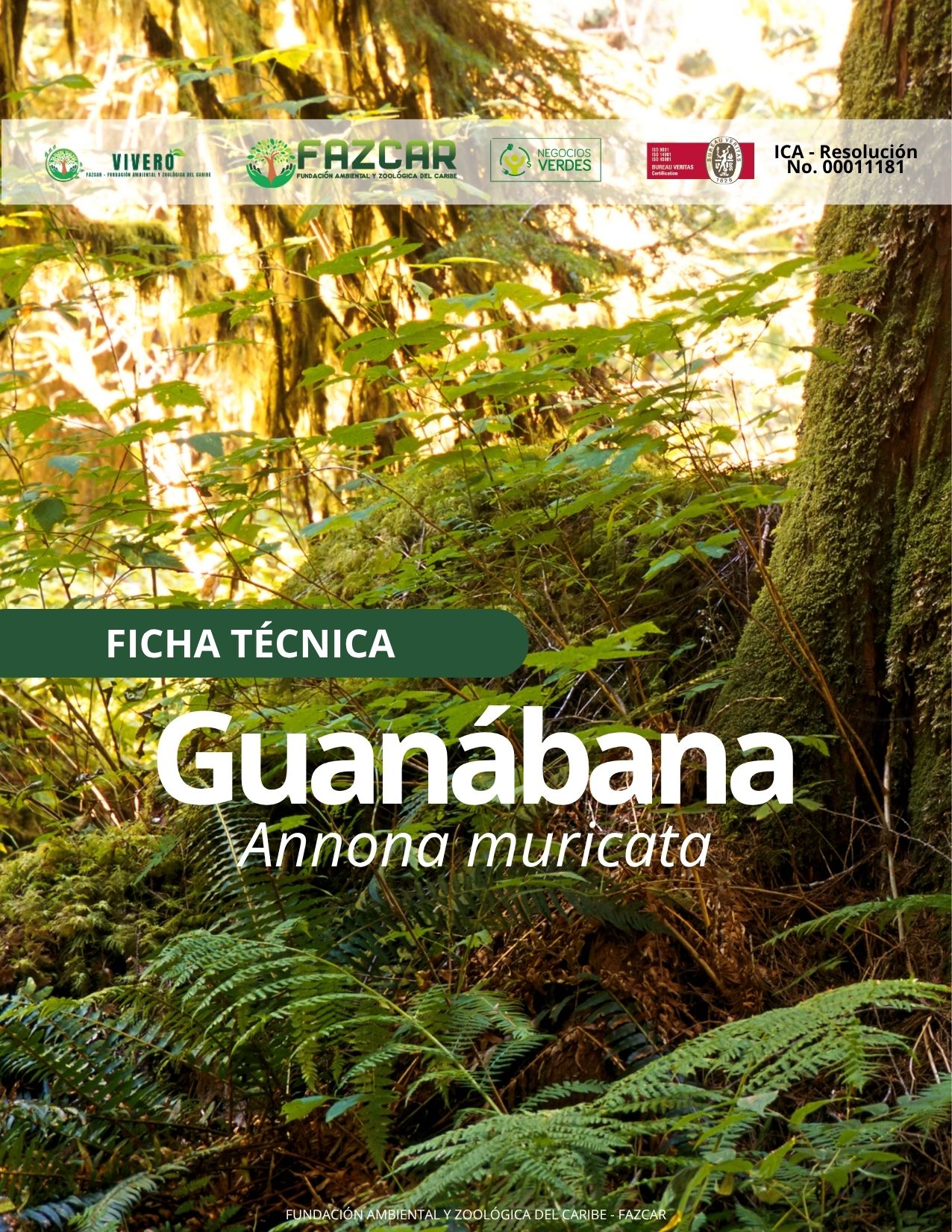 Guanábana - Imagen 4
