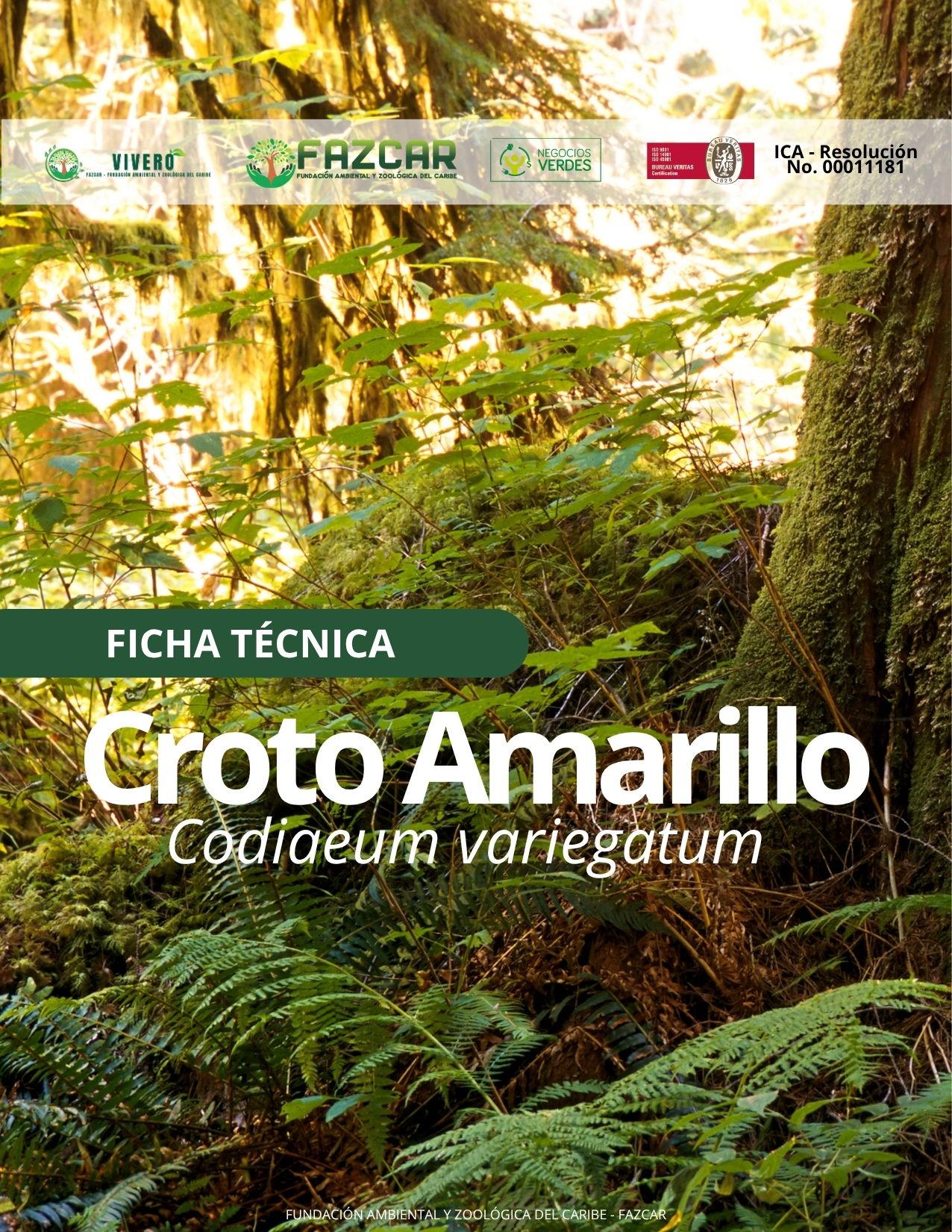 Croto Amarillo - Imagen 2