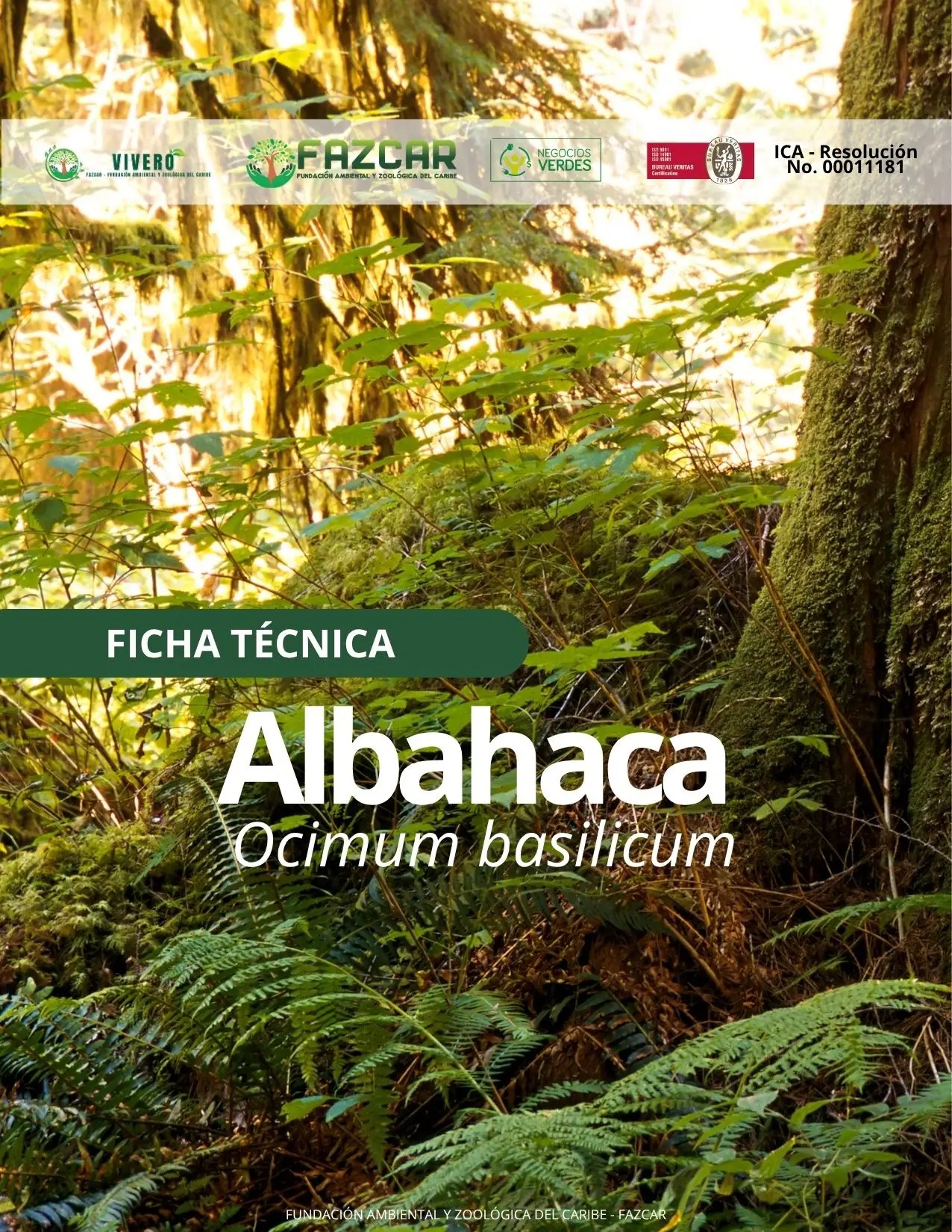 Albahaca - Imagen 2