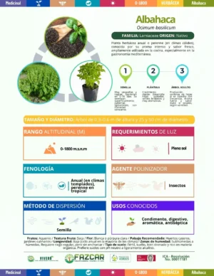 Albahaca