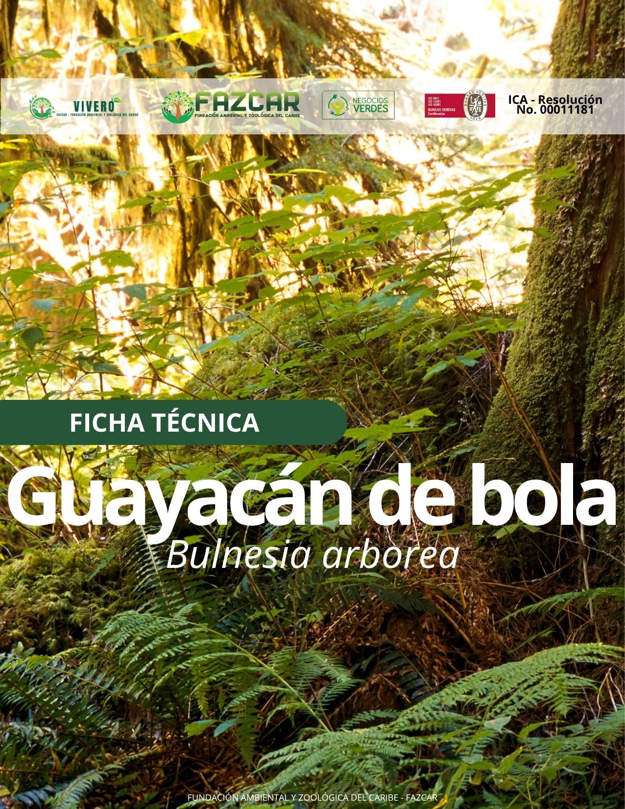 Guayacán de bola - Imagen 2