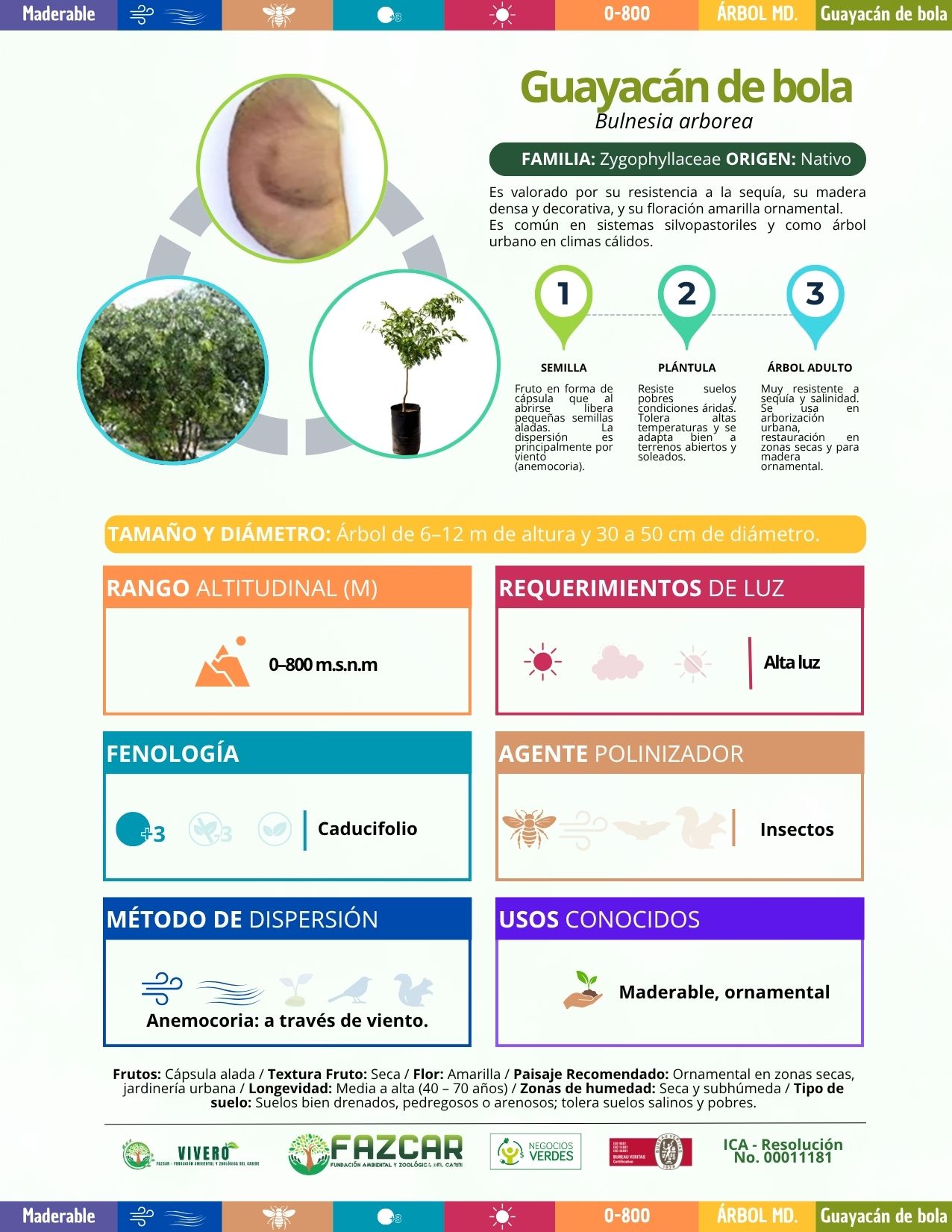 Guayacán de bola