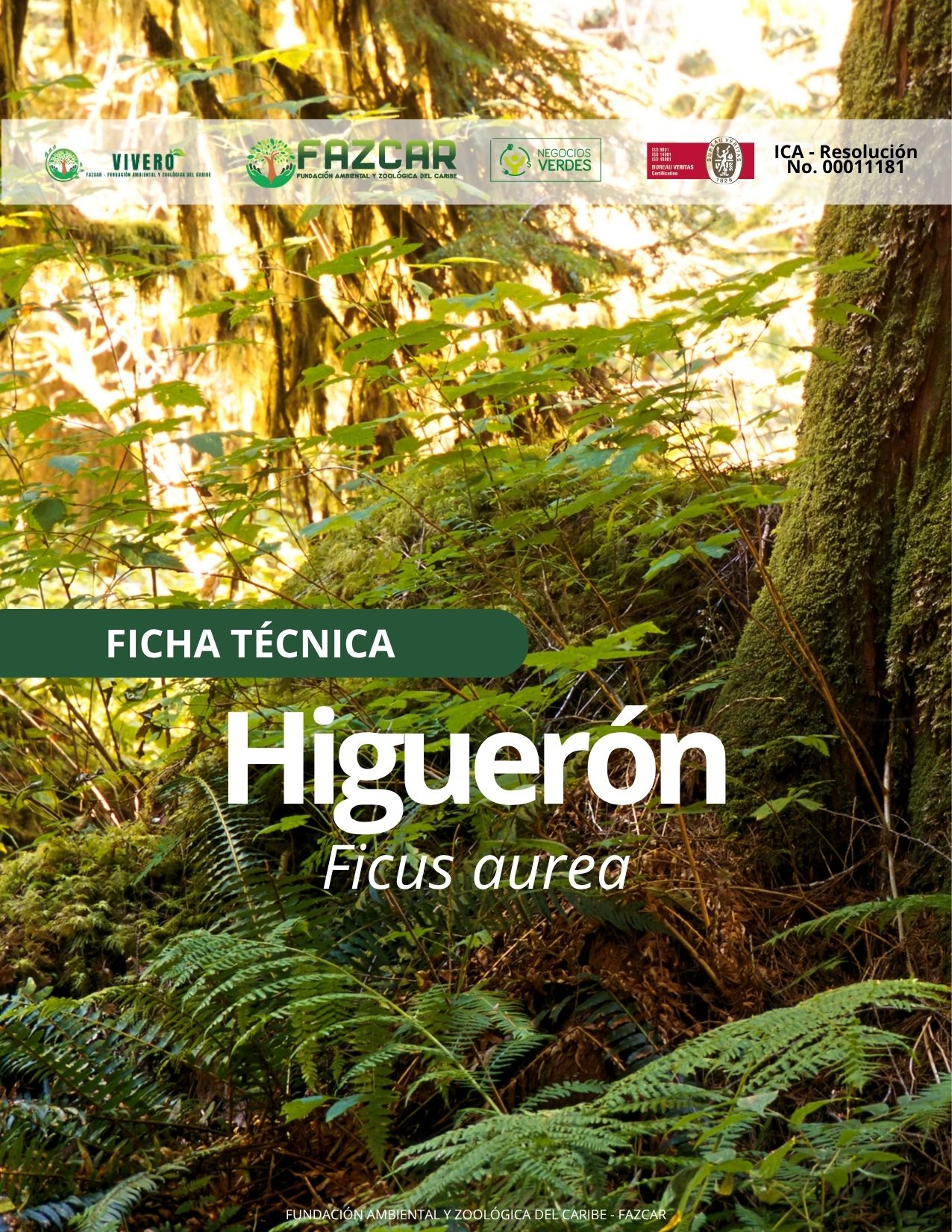 Higuerón - Imagen 2