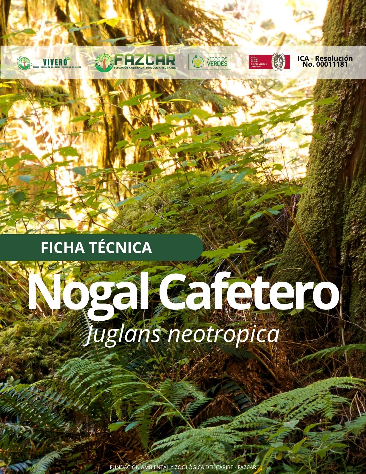 Nogal Cafetero - Imagen 2