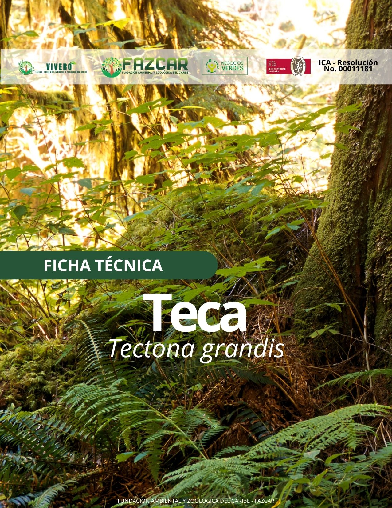 Teca - Imagen 3